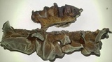Auricularia angiospermarum image