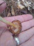Pluteus romellii image