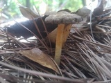 Pluteus romellii image