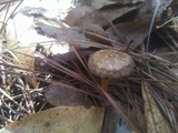 Pluteus romellii image