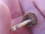 Inocybe splendens image
