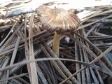 Inocybe splendens image