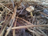 Inocybe splendens image