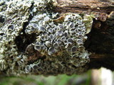 Physcia aipolia image