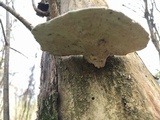 Trametes gibbosa image