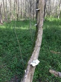 Trametes gibbosa image