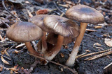 Mycena overholtsii image