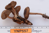 Mycena overholtsii image