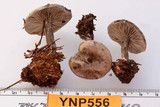 Clitocybe glacialis image