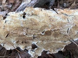 Trichaptum abietinum image