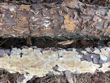 Trichaptum abietinum image