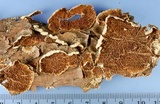 Trichaptum abietinum image