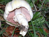 Agaricus californicus image