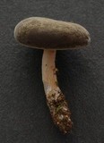 Simocybe pruinata image