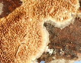 Trichaptum abietinum image