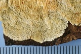 Trichaptum abietinum image