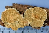 Trichaptum abietinum image