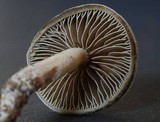 Simocybe pruinata image