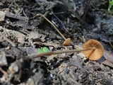 Conocybe semiglobata image