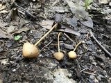 Conocybe semiglobata image