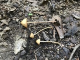 Conocybe semiglobata image