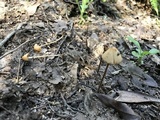 Conocybe semiglobata image