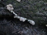 Pleurotus pulmonarius image