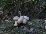 Pleurotus pulmonarius image