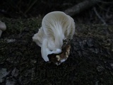 Pleurotus pulmonarius image