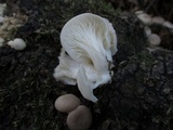 Pleurotus pulmonarius image
