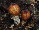 Lepiota magnispora image
