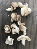 Pleurotus pulmonarius image