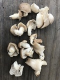 Pleurotus pulmonarius image