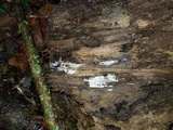 Sistotrema brinkmannii image