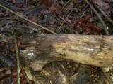Sistotrema brinkmannii image