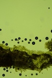 Sistotrema brinkmannii image