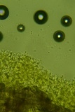 Sistotrema brinkmannii image