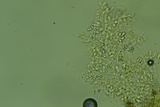 Sistotrema brinkmannii image