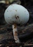 Psilocybe weraroa image