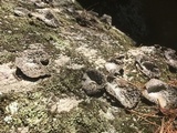 Lasallia papulosa image