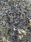 Porpidia albocaerulescens var. albocaerulescens image