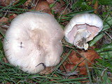 Agaricus californicus image