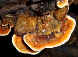 Rigidoporus microporus image