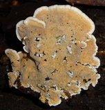 Rigidoporus microporus image