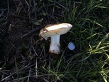 Leucoagaricus amanitoides image