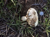 Leucoagaricus amanitoides image