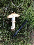 Leucoagaricus amanitoides image