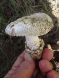 Amanita sect. Vaginatae image