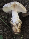 Amanita sect. Vaginatae image