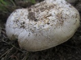 Amanita sect. Vaginatae image